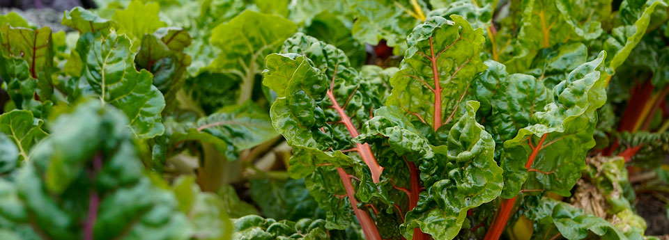 lettuce