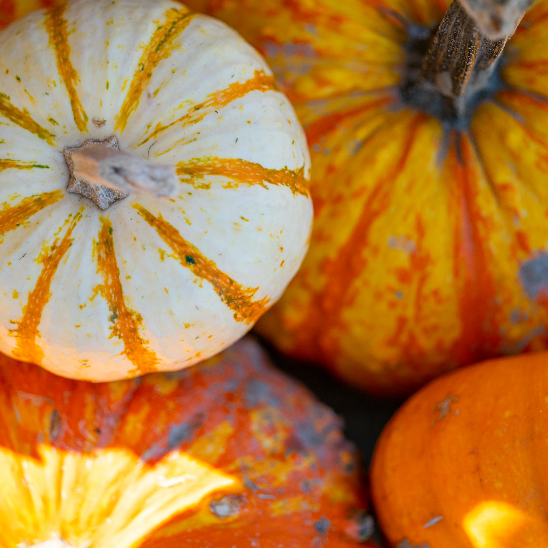 a pile of white and orange pumpkins